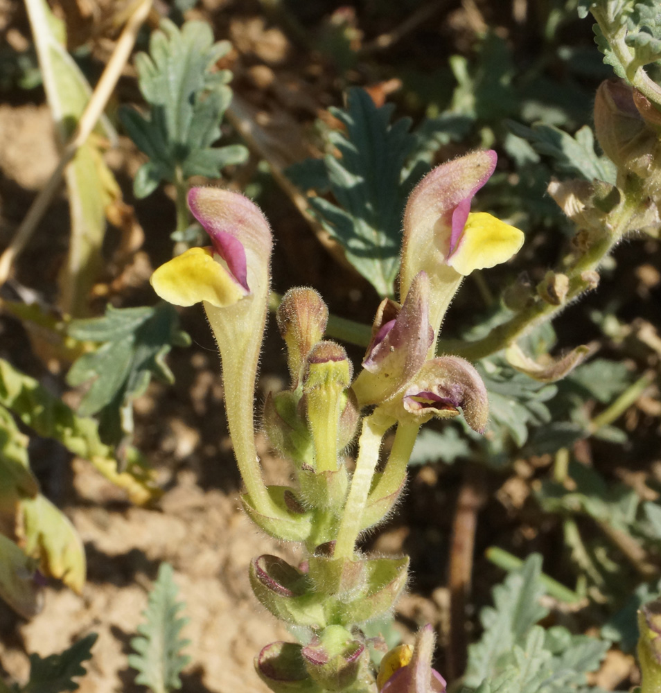 Изображение особи Scutellaria alberti.