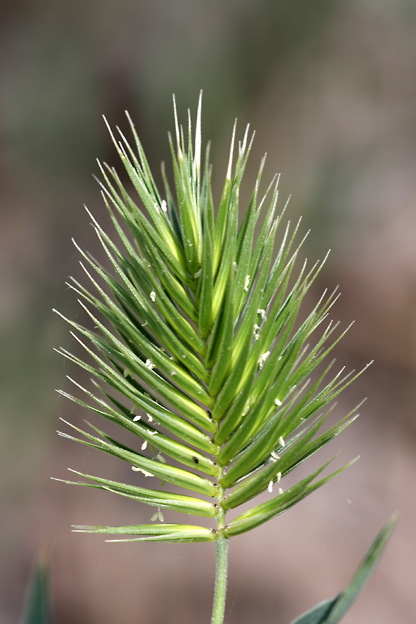 Image of Eremopyrum bonaepartis specimen.