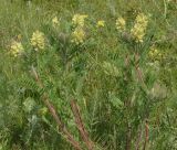 Oxytropis pilosa. Верхушка цветущего растения. Восточный Казахстан, г. Усть-Каменогорск, восточные окр., Лесхоз, сопки. 28.05.2015.