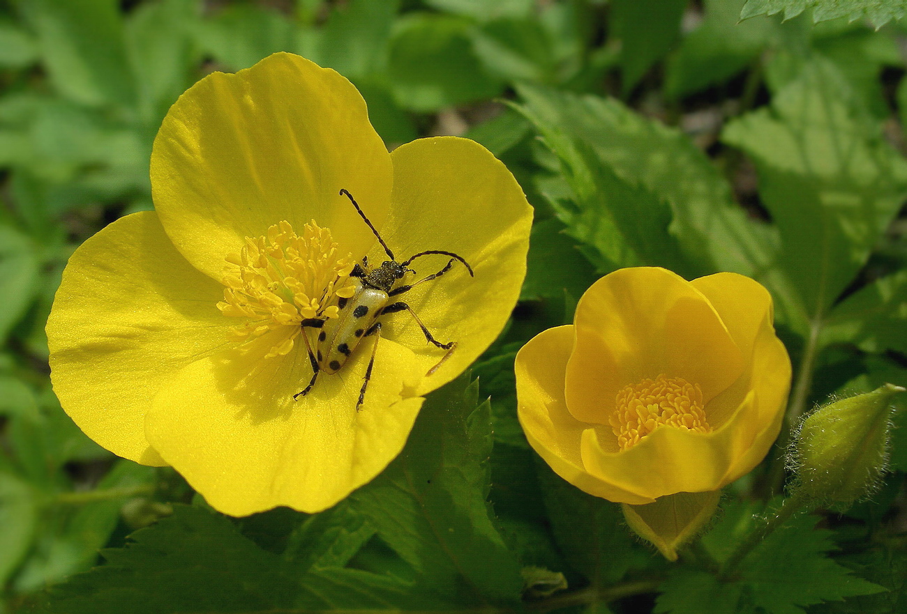 Image of Hylomecon vernalis specimen.