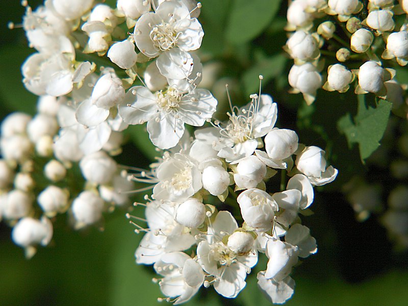 Изображение особи Spiraea chamaedryfolia.