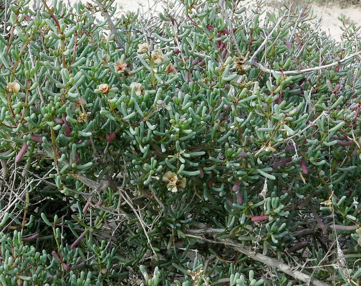 Image of Salsola divaricata specimen.