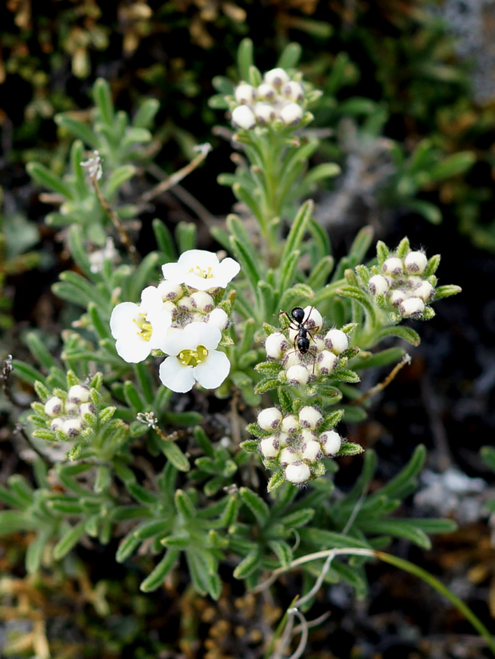 Image of Ptilotrichum tenuifolium specimen.