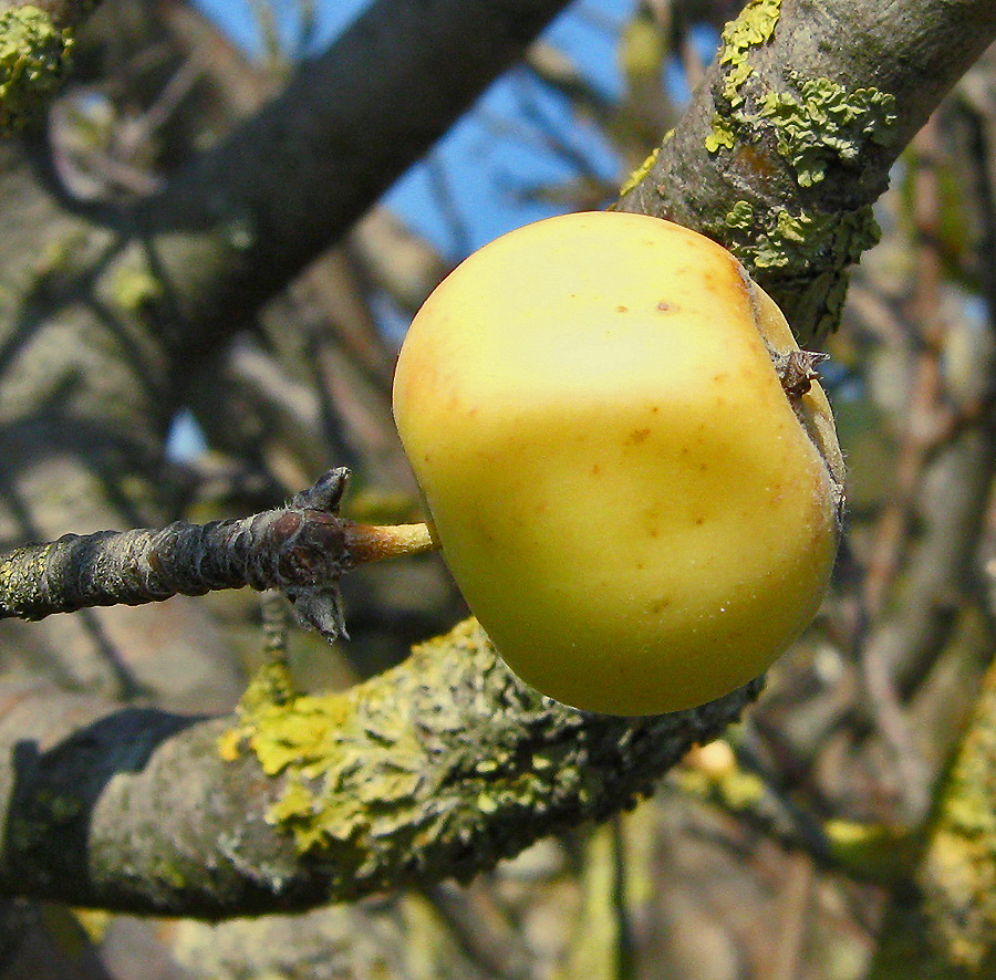 Image of Malus orientalis specimen.