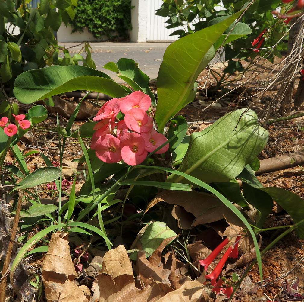 Image of Euphorbia splendens specimen.