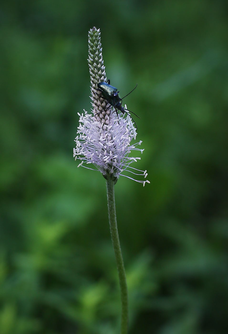 Image of Plantago media specimen.