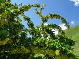 Berberis sphaerocarpa