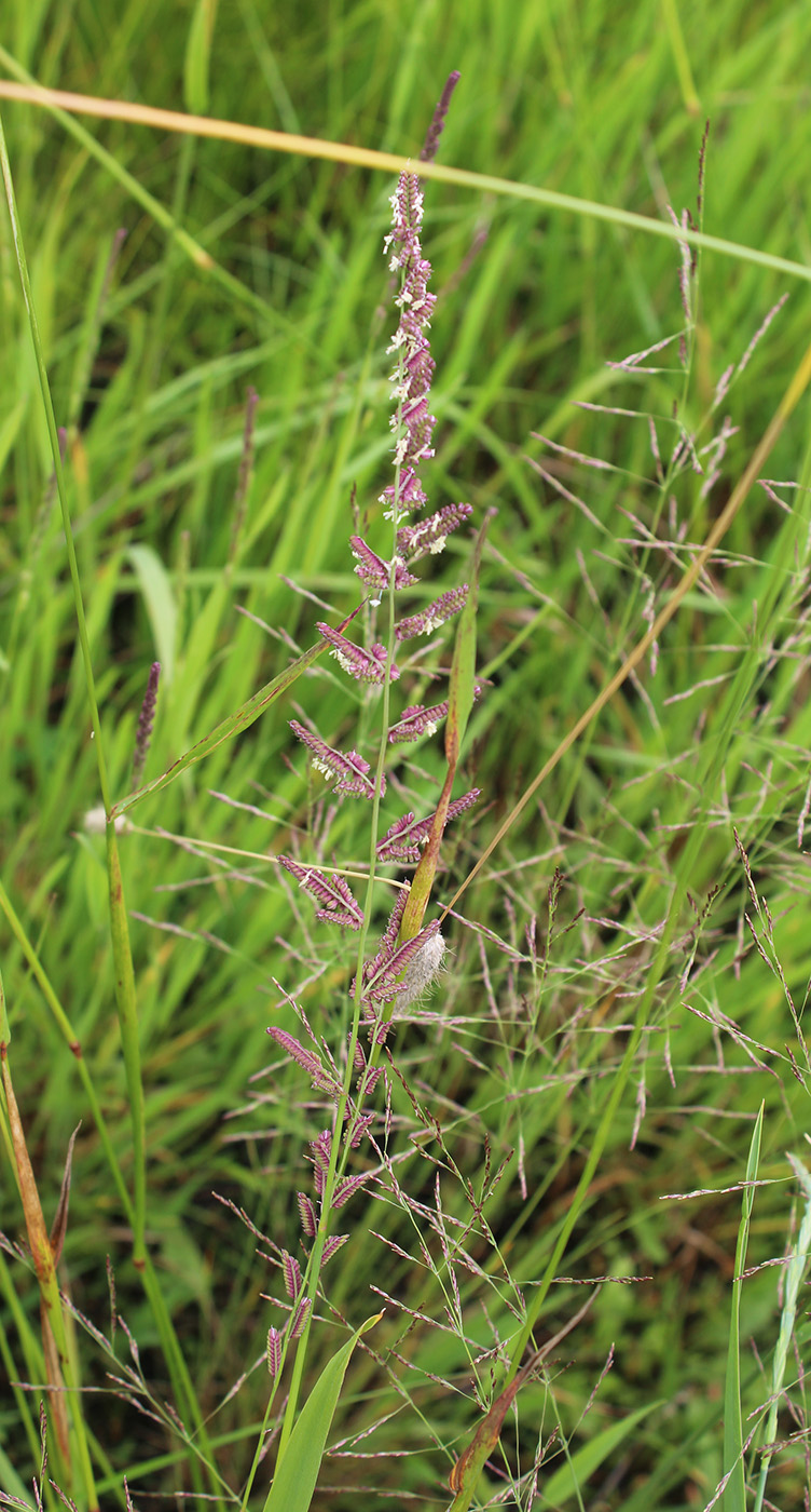 Image of Beckmannia eruciformis specimen.