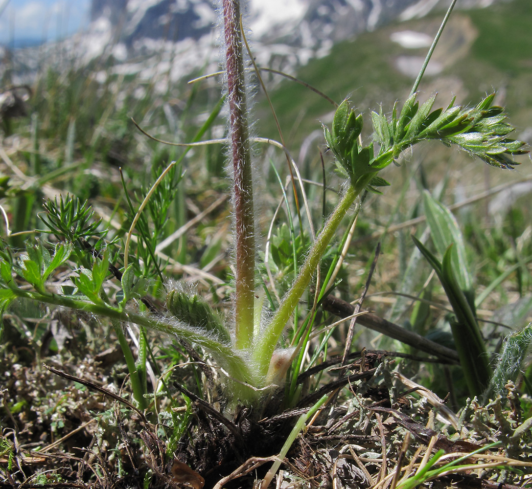 Image of Pulsatilla violacea specimen.