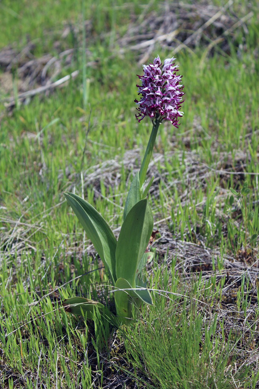 Изображение особи Orchis simia.