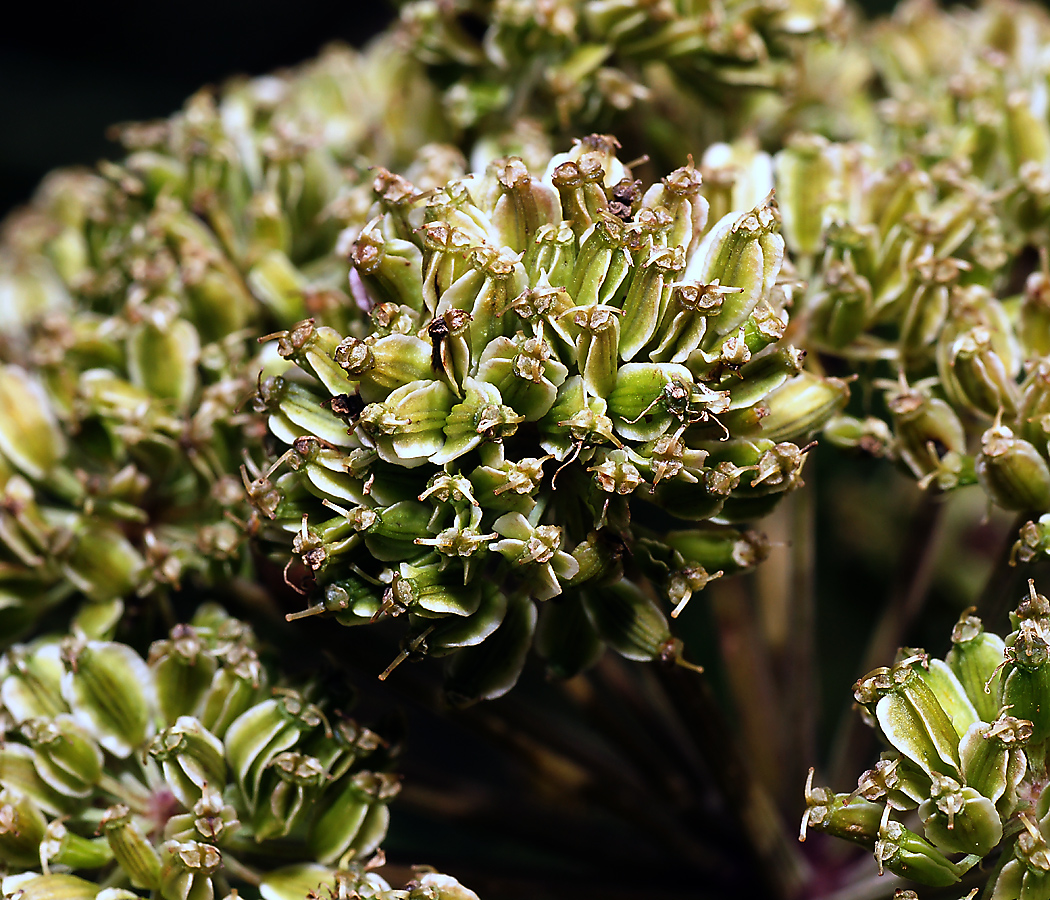 Изображение особи Angelica sylvestris.