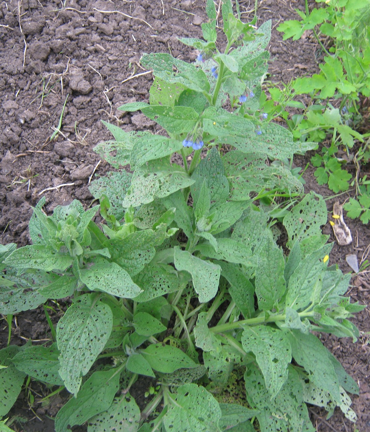 Image of Symphytum caucasicum specimen.