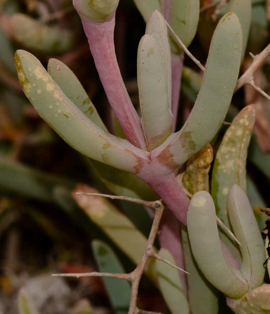 Изображение особи Malephora crocea.