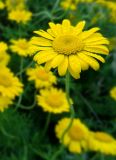 Смотреть изображение Anthemis tinctoria