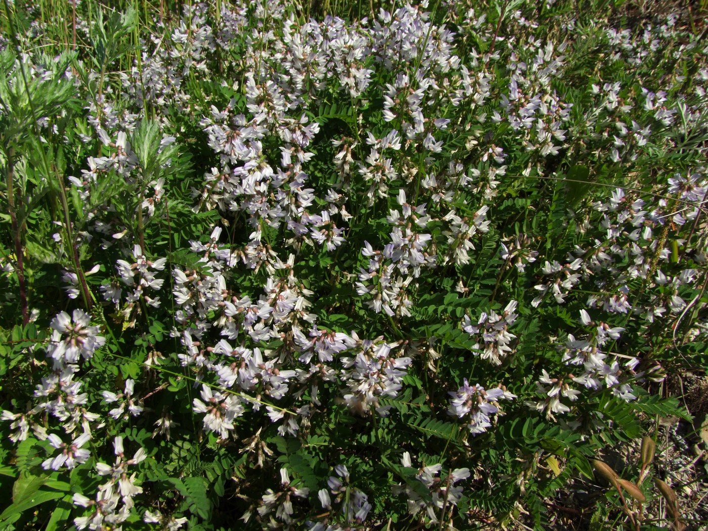 Image of Astragalus alpinus specimen.