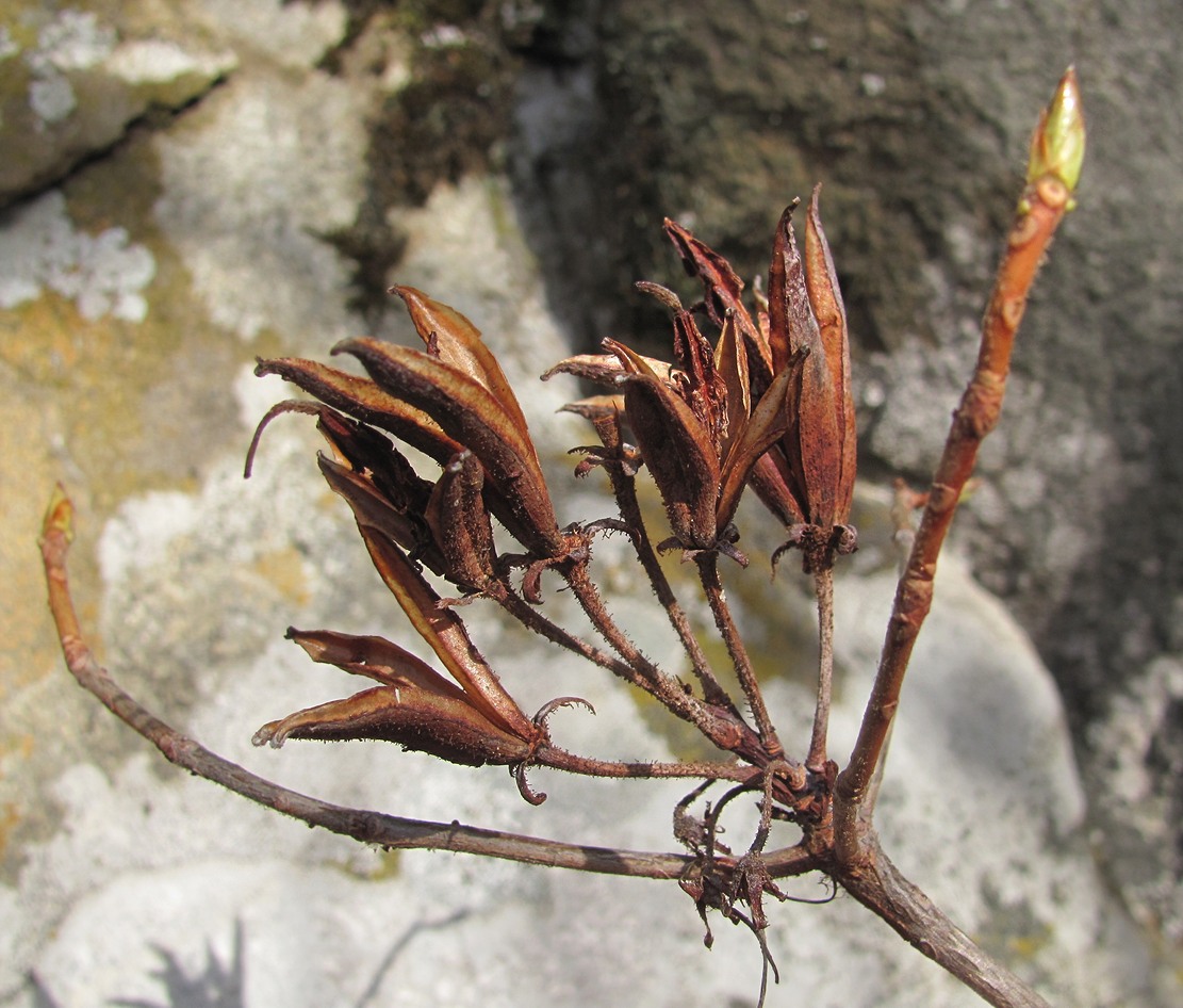 Image of Rhododendron luteum specimen.