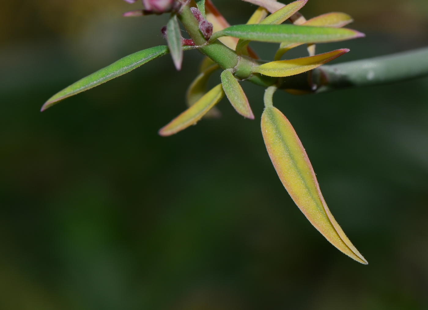 Image of Euphorbia xanti specimen.
