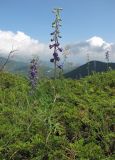 View full-size image Delphinium fissum