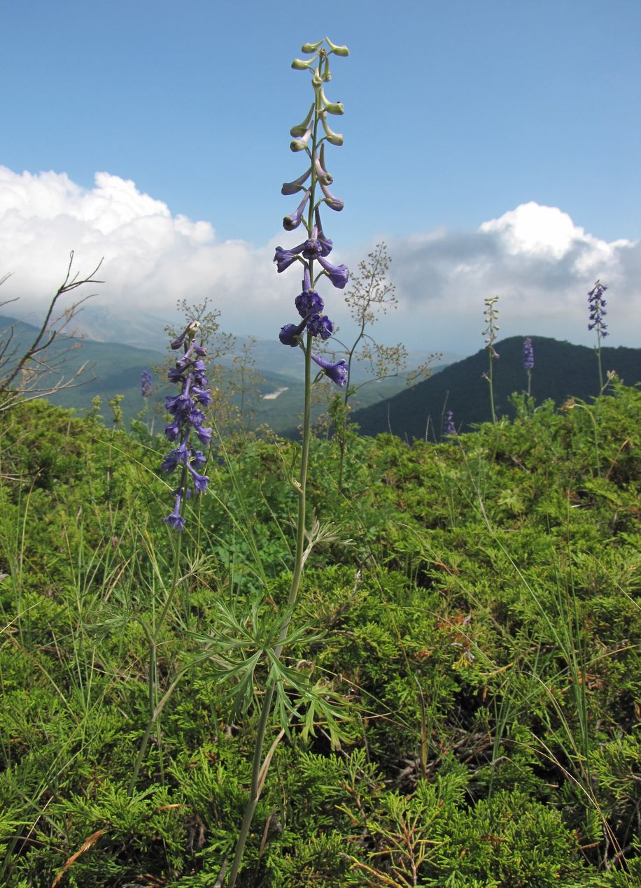 Изображение особи Delphinium fissum.