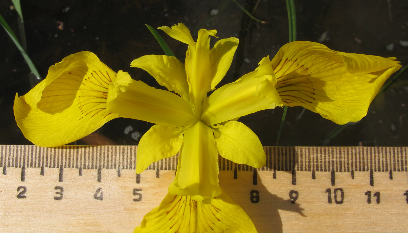 Image of Iris pseudacorus specimen.