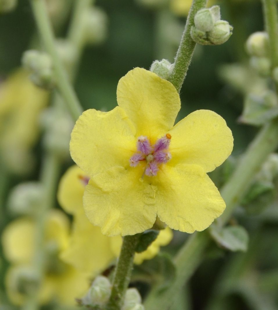 Изображение особи Verbascum chaixii.