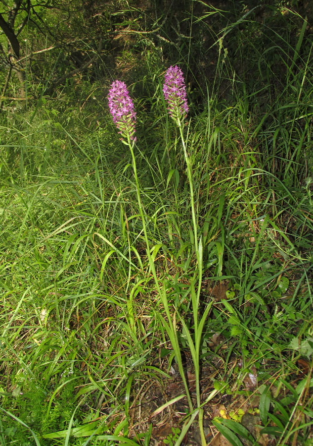 Image of Anacamptis pyramidalis specimen.