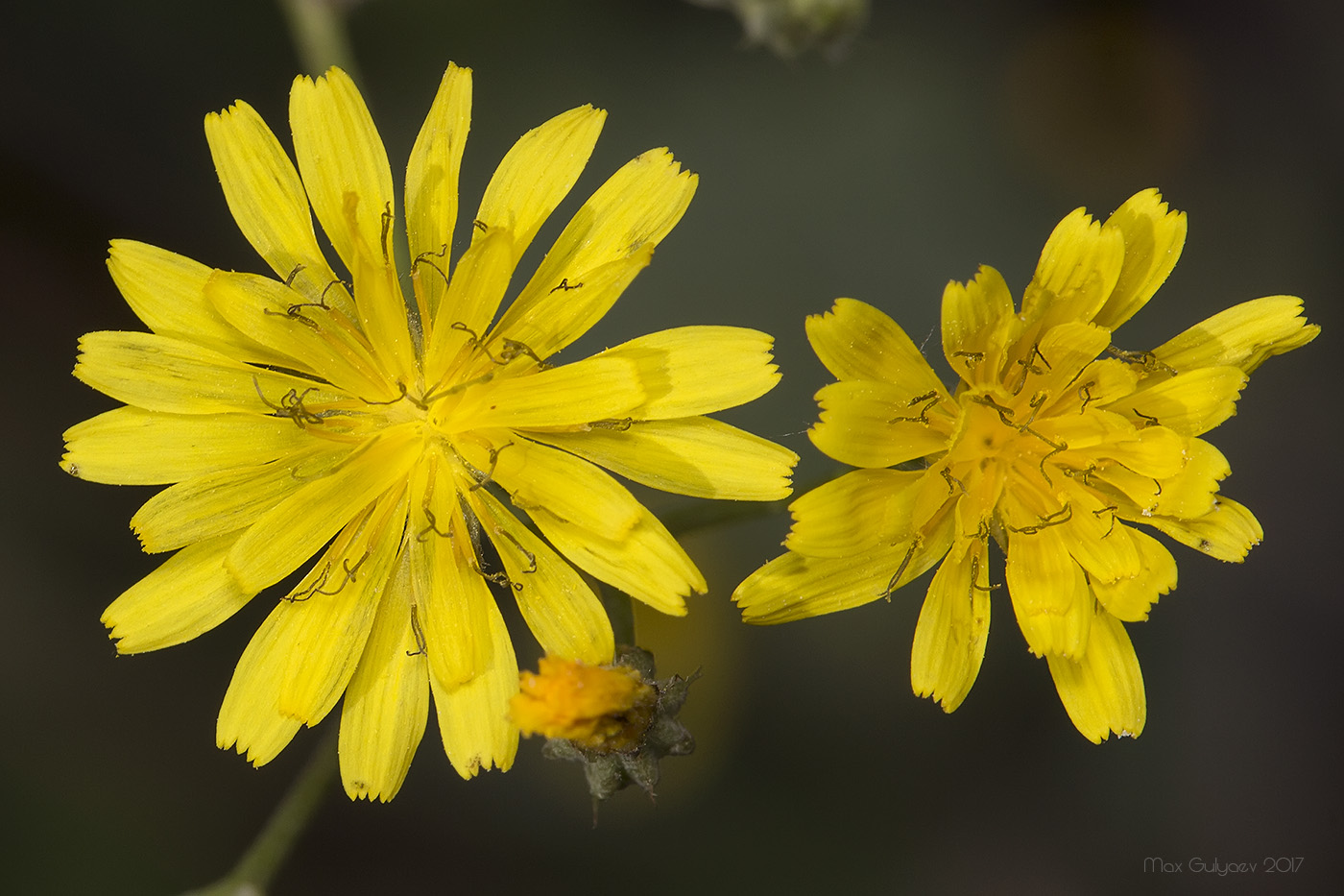 Изображение особи род Crepis.