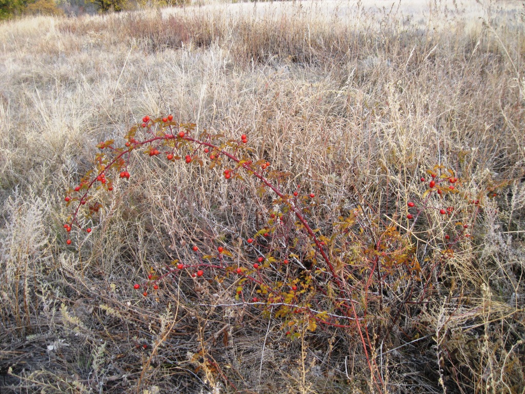 Image of genus Rosa specimen.