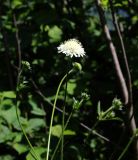 Knautia involucrata