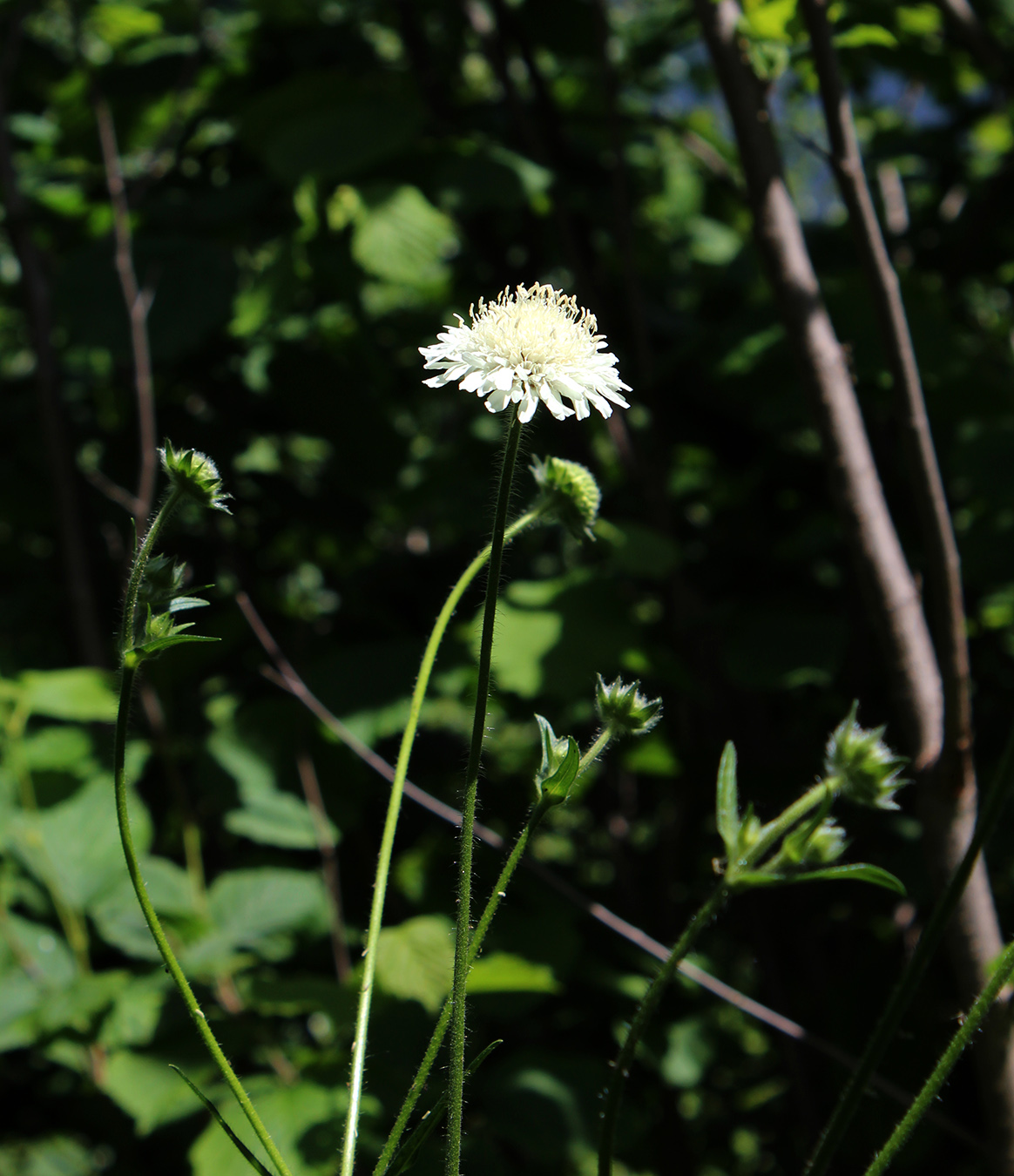 Изображение особи Knautia involucrata.