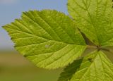 Rubus saxatilis. Лист. Тульская обл., Плавский р-н, окр. пос. Молочные Дворы, березовая роща. 13.08.2017.