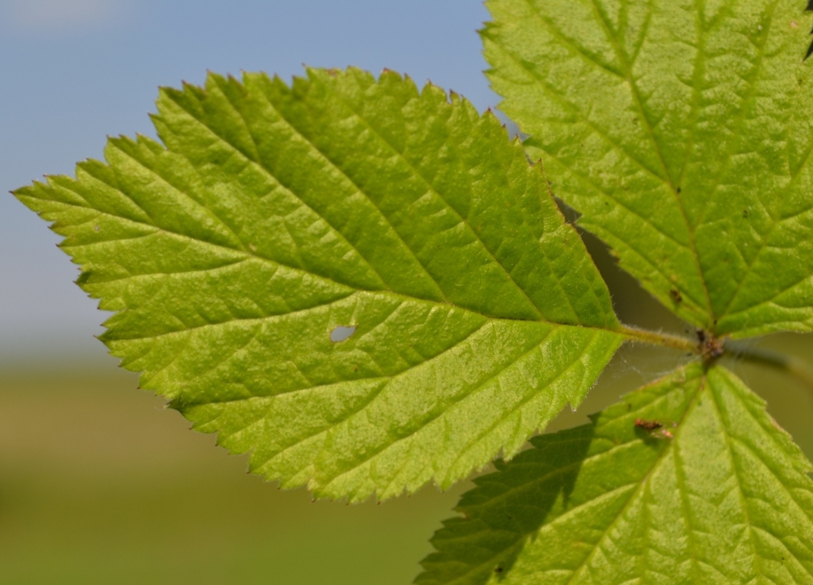 Image of Rubus saxatilis specimen.