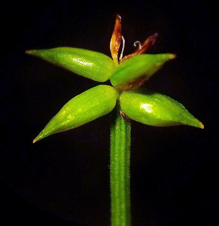 Image of Carex capituliformis specimen.