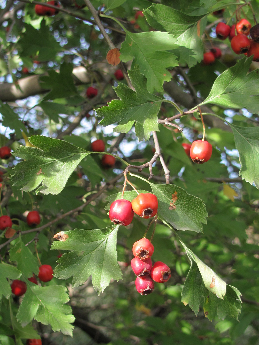 Image of Crataegus stankovii specimen.