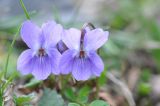 genus Viola. Цветки. Азербайджан, Гахский р-н, долина реки Кумчай выше с. Гум (Кум), овраг в лесу. 8 апреля 2017 г.