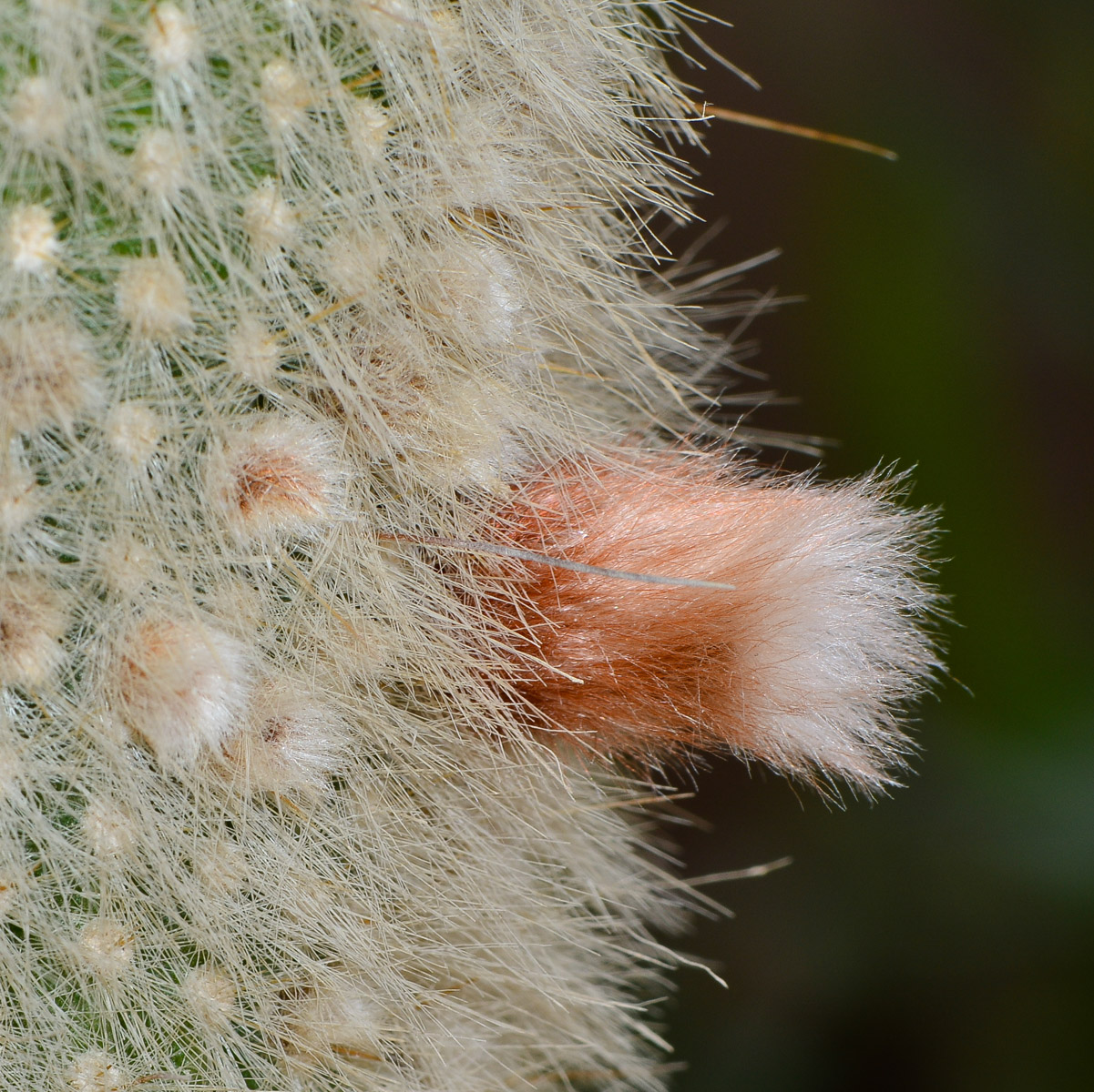 Image of Cleistocactus straussii specimen.