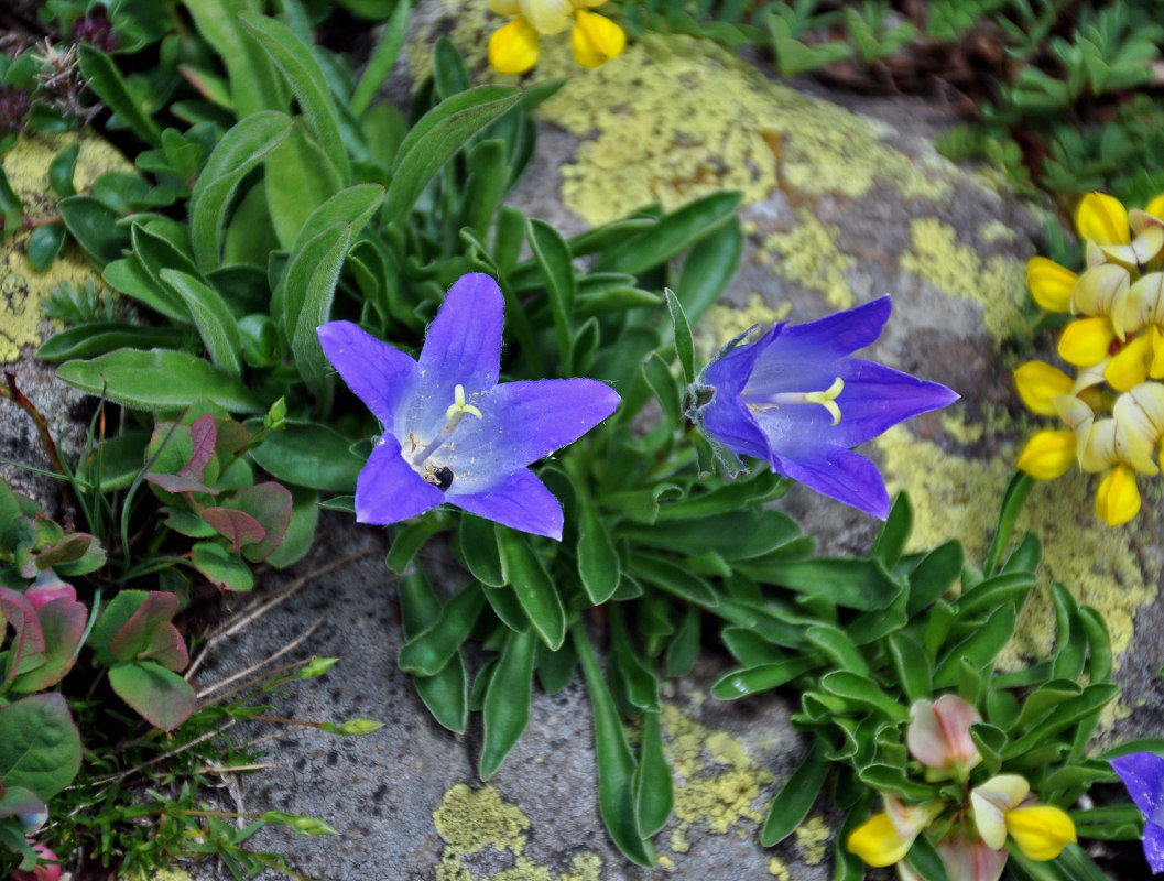 Image of Campanula biebersteiniana specimen.