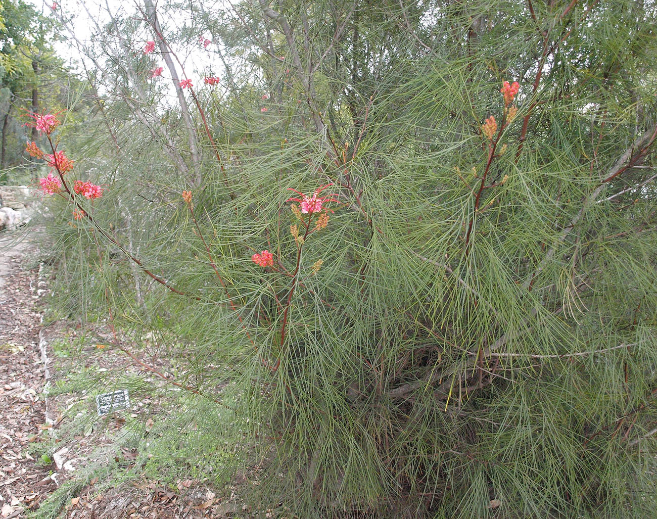 Image of Grevillea johnsonii specimen.