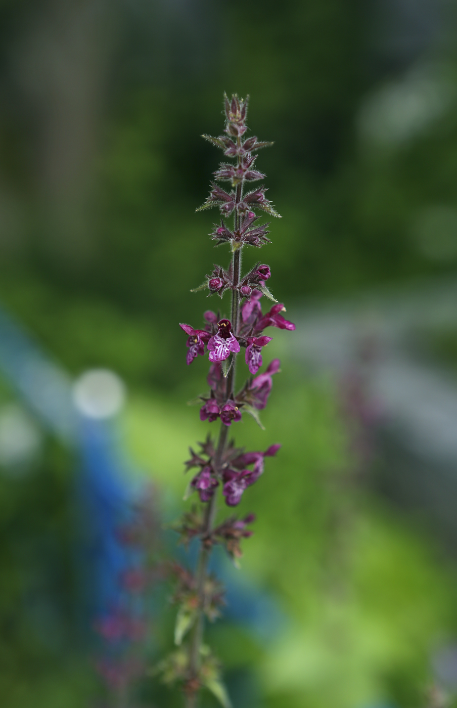 Изображение особи Stachys sylvatica.