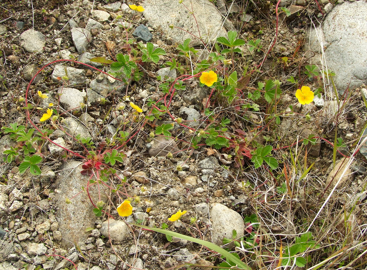 Изображение особи Potentilla stolonifera.