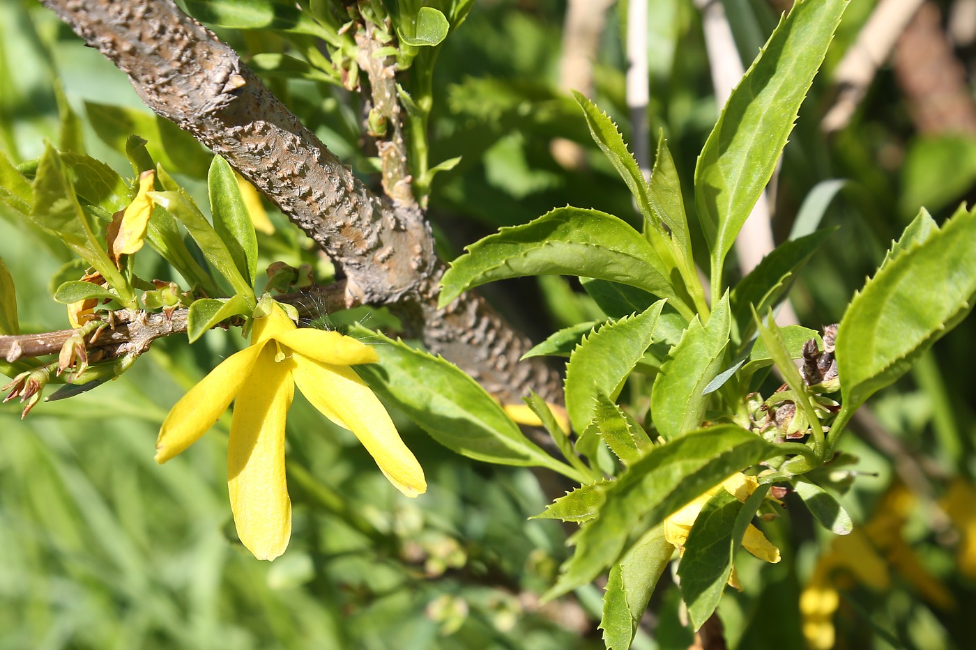 Image of Forsythia europaea specimen.