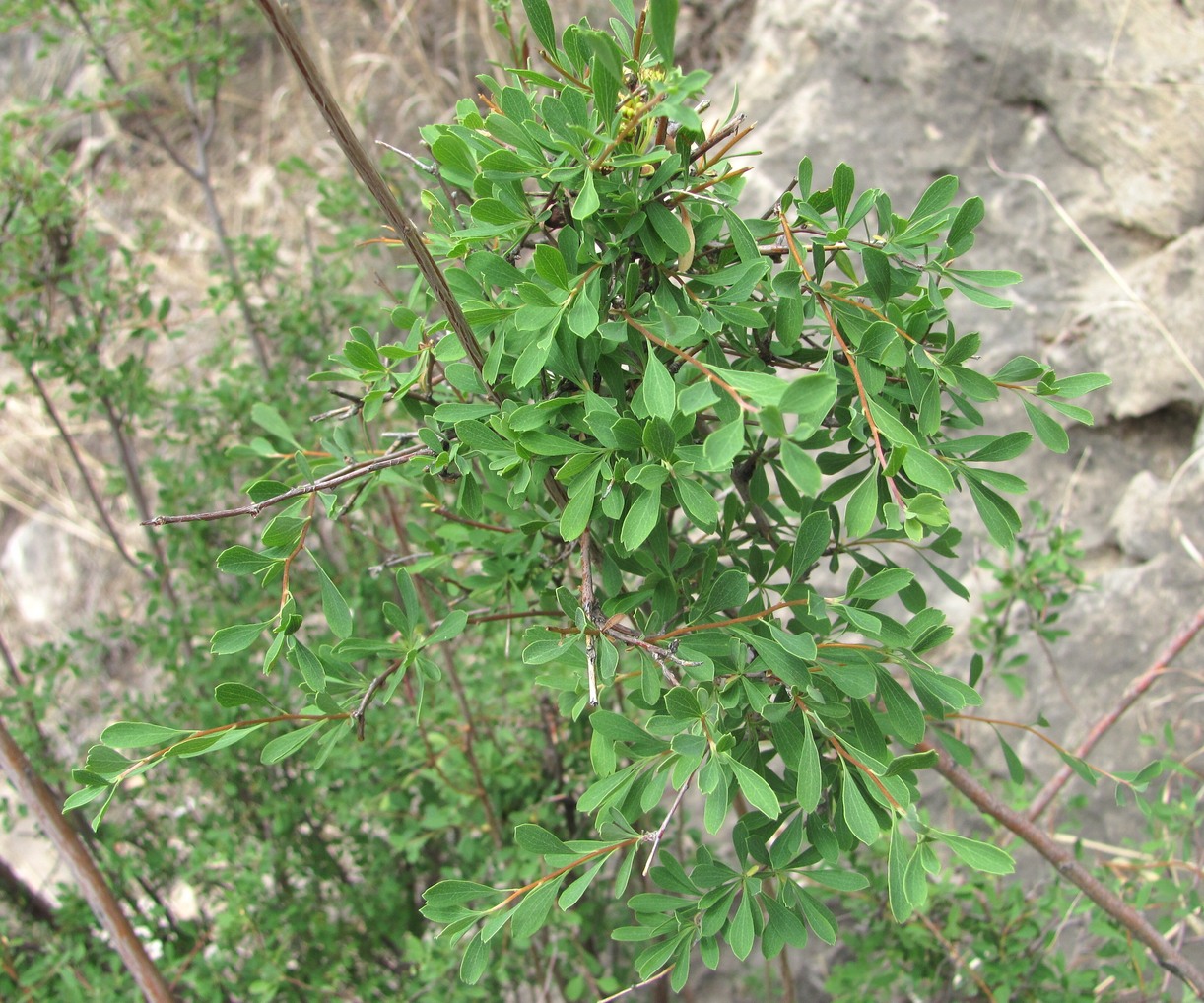 Image of Spiraea hypericifolia specimen.