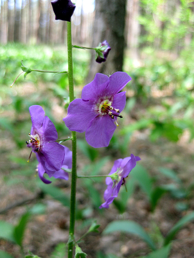 Image of Verbascum phoeniceum specimen.