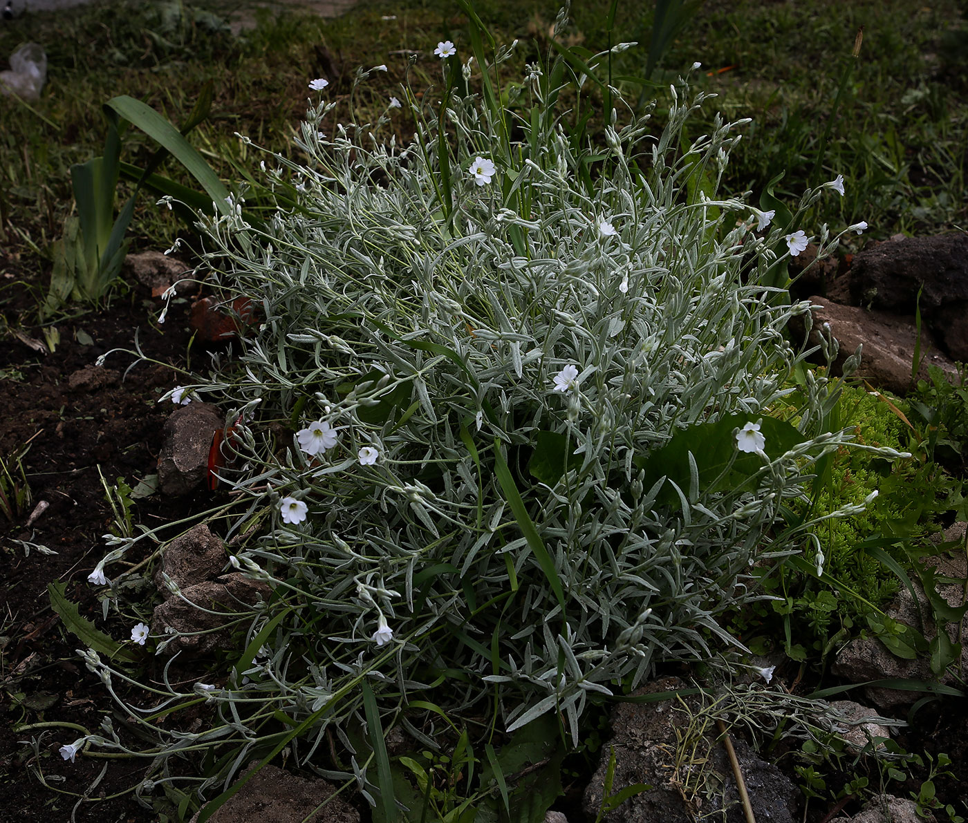 Изображение особи Cerastium argenteum.