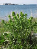 Euphorbia agraria. Зацветающие растения. Крым, Севастополь, бух. Солёная. 22 апреля 2012 г.
