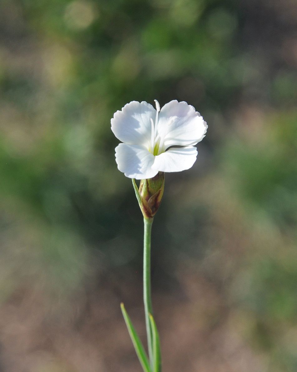 Image of genus Dianthus specimen.