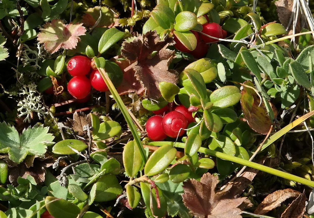 Image of Vaccinium vitis-idaea specimen.