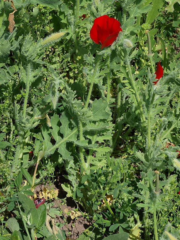 Image of Glaucium corniculatum specimen.