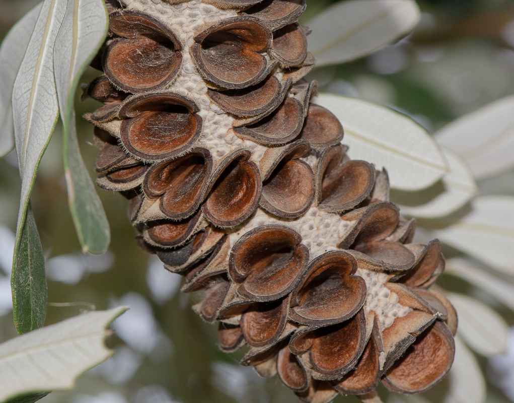 Image of Banksia integrifolia specimen.