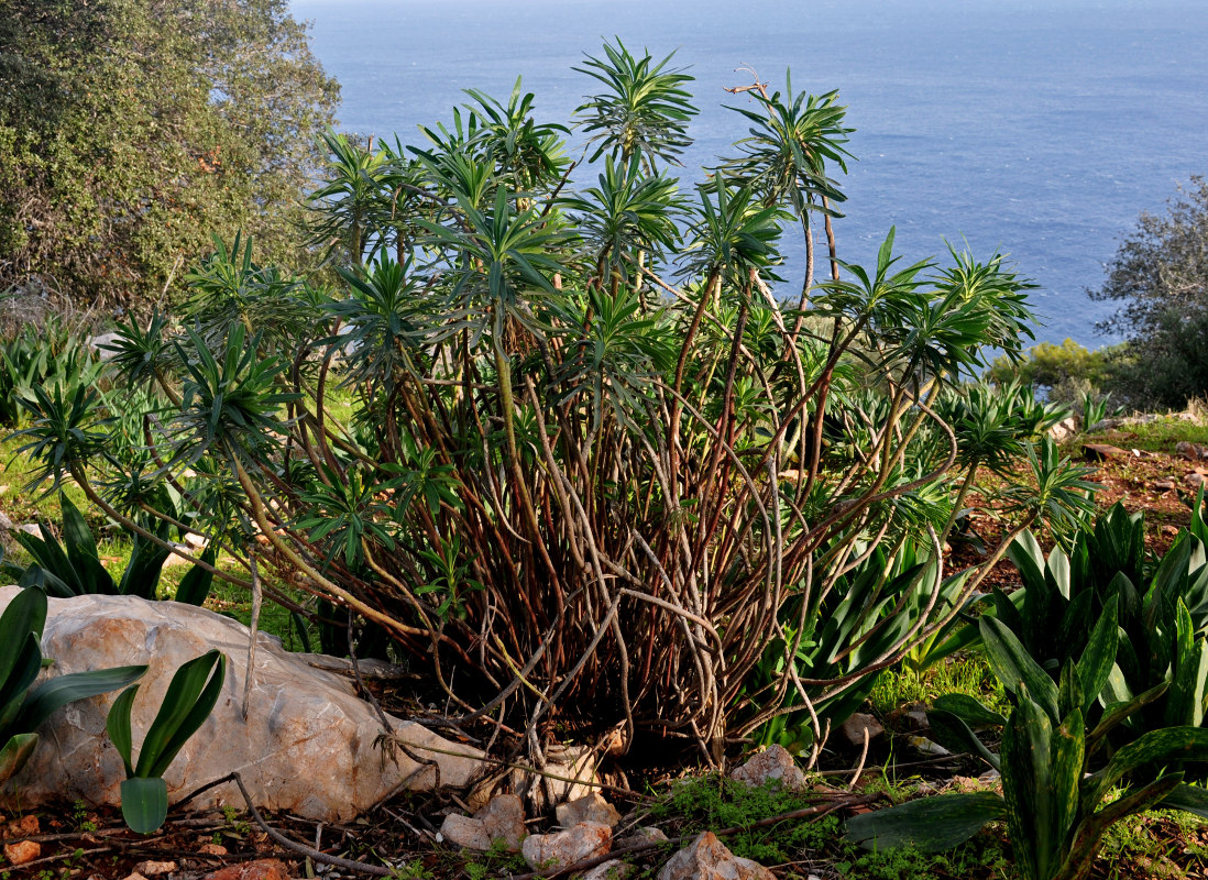 Image of Euphorbia characias specimen.